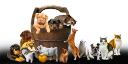 Assurance chiens & chats